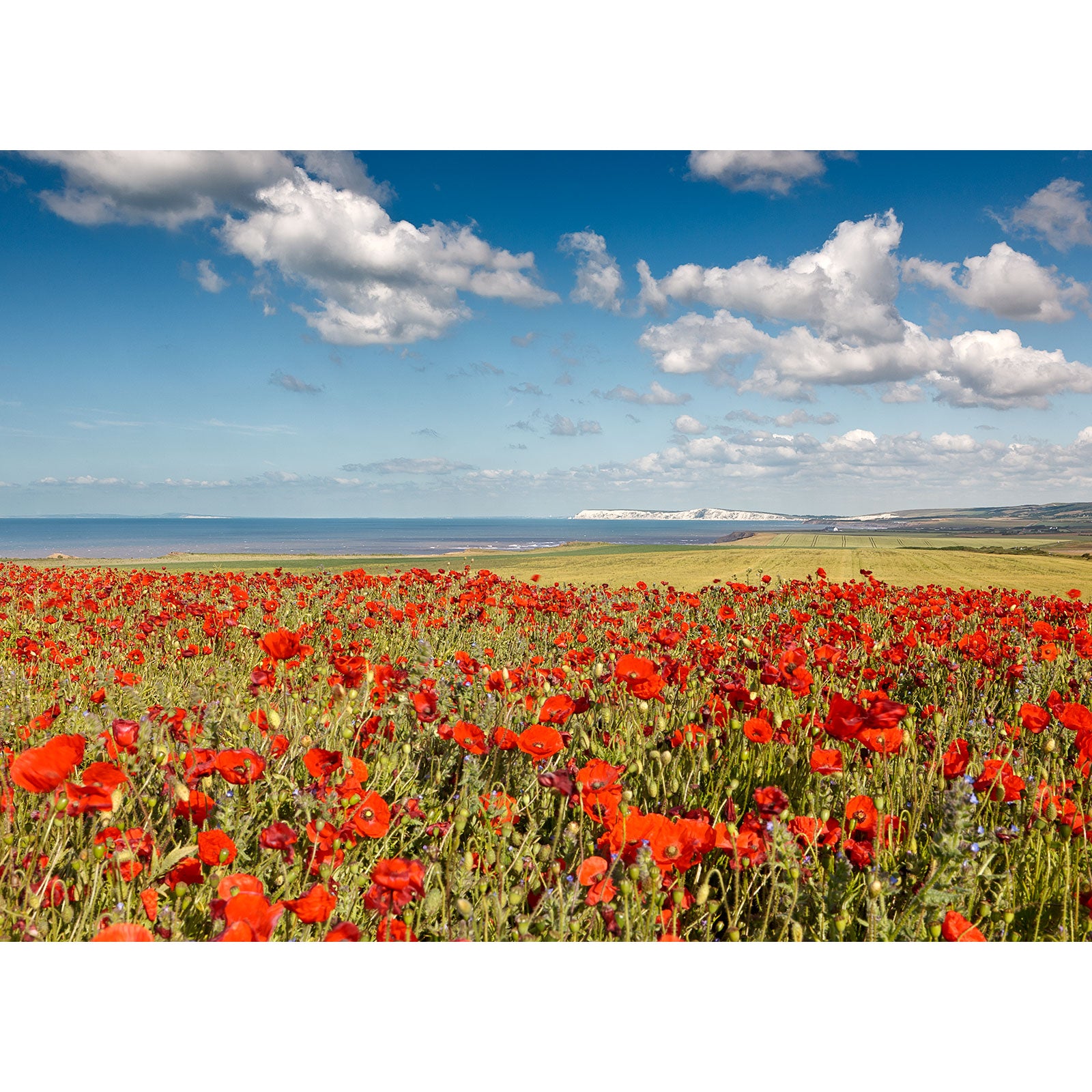 A vibrant field of red poppies with a view of the sea and cliffs on the Isle in the distance under a blue sky with scattered clouds captured by Available Light Photography's Poppies, Chale.