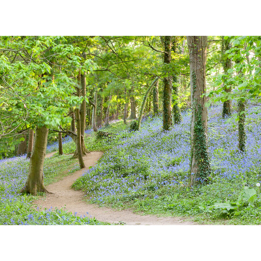 A winding dirt path through a tranquil forest on the Isle with a carpet of Bluebells at Mottistone by Available Light Photography.