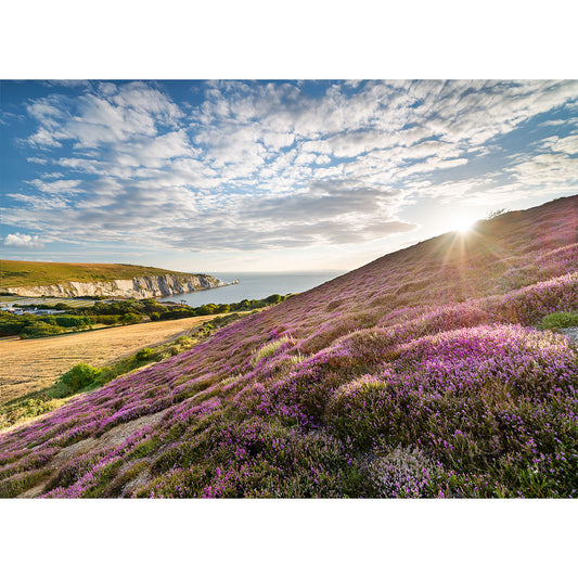 Sunset over Headon Warren, a blooming heather field with coastal cliffs in the distance on the Isle of Wight captured by Available Light Photography.