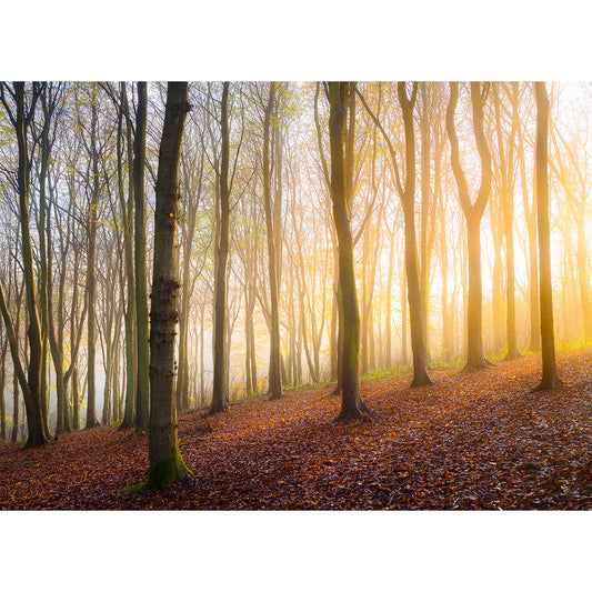 Sunlight filtering through a misty Brighstone Forest on the Isle of Wight at dawn, casting a warm glow amid the trees captured by Available Light Photography.