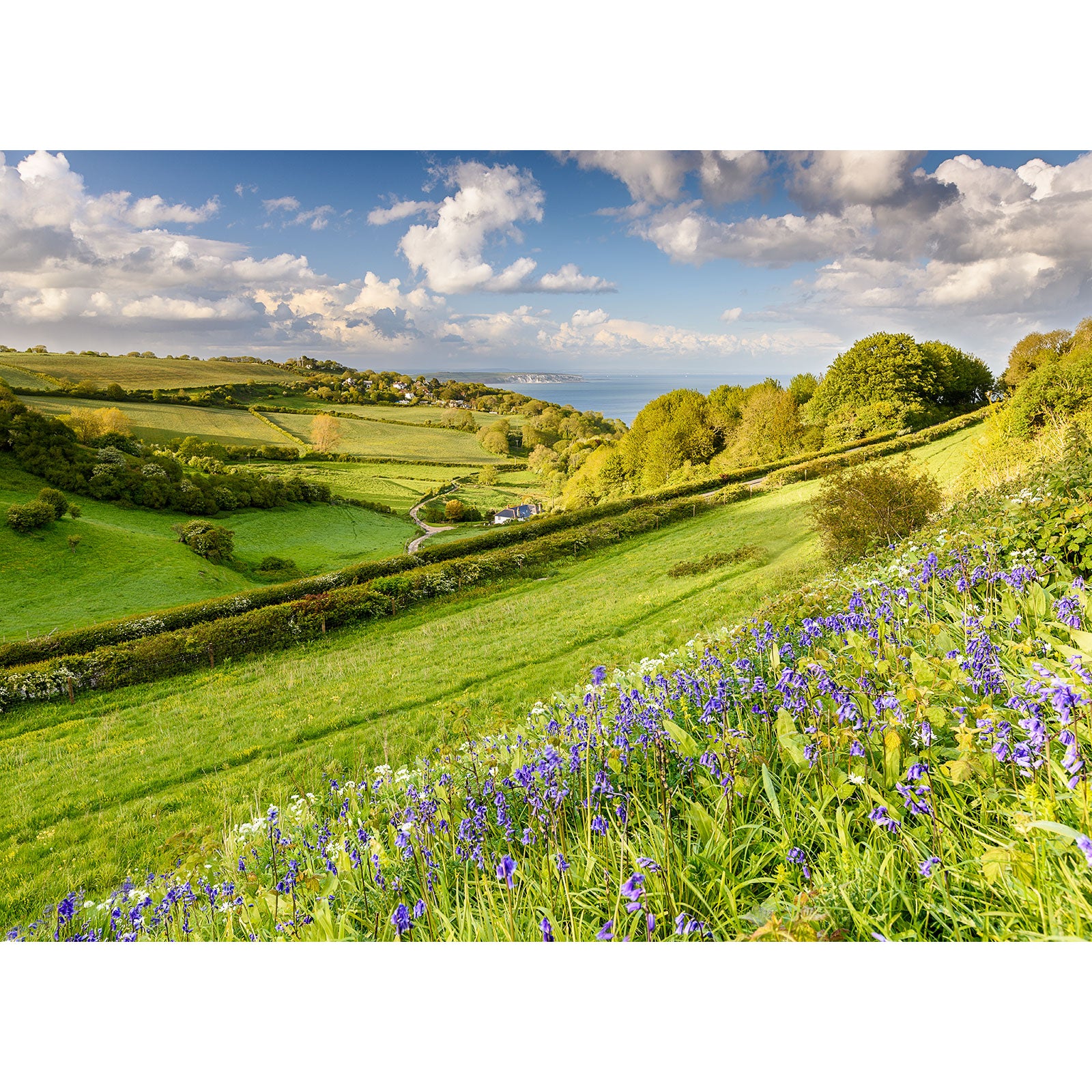 Bluebells, Luccombe - Available Light Photography