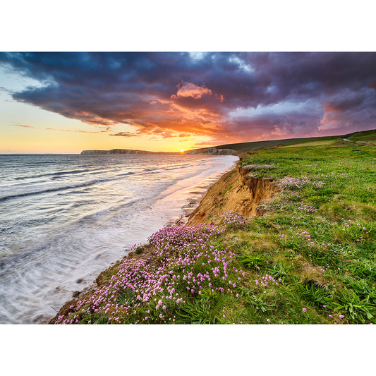 Sunset over an Isle of Wight coastal cliff with Pink Thrift flowers in the foreground and a dramatic cloudy sky by Available Light Photography.