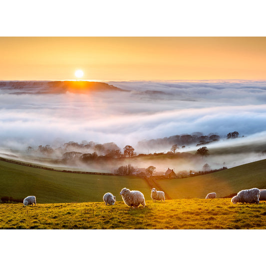 Sheep grazing on a hill with Stenbury Down fog-covered valley and sunrise in the background, overlooked by the looming presence of Wight Gascoigne. - Available Light Photography