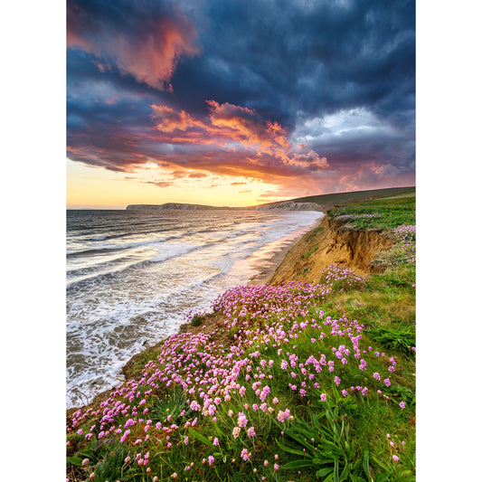 Coastal sunset with Pink Thrift wildflowers in the foreground and dramatic clouds overhead on the Isle taken by Available Light Photography.