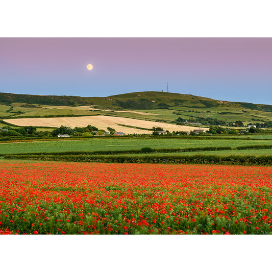 A serene full moon rises over a vibrant Poppies and Moonrise field with rolling hills in the background on the Isle of Wight by Available Light Photography.