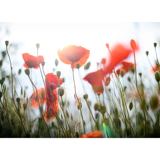 Sunlight filtering through red poppies against a blurred natural background by Available Light Photography on the Isle of Wight.
