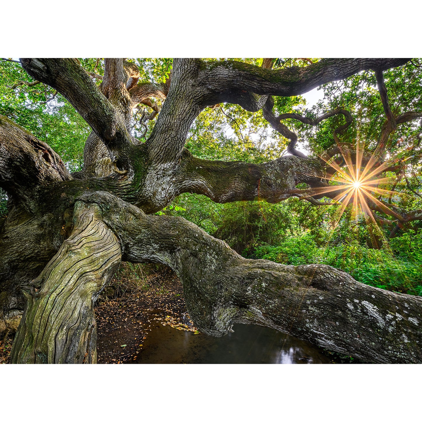 Majestic The Dragon Tree with gnarled branches against the backdrop of a sunburst through the foliage on Isle by Brighstone.
