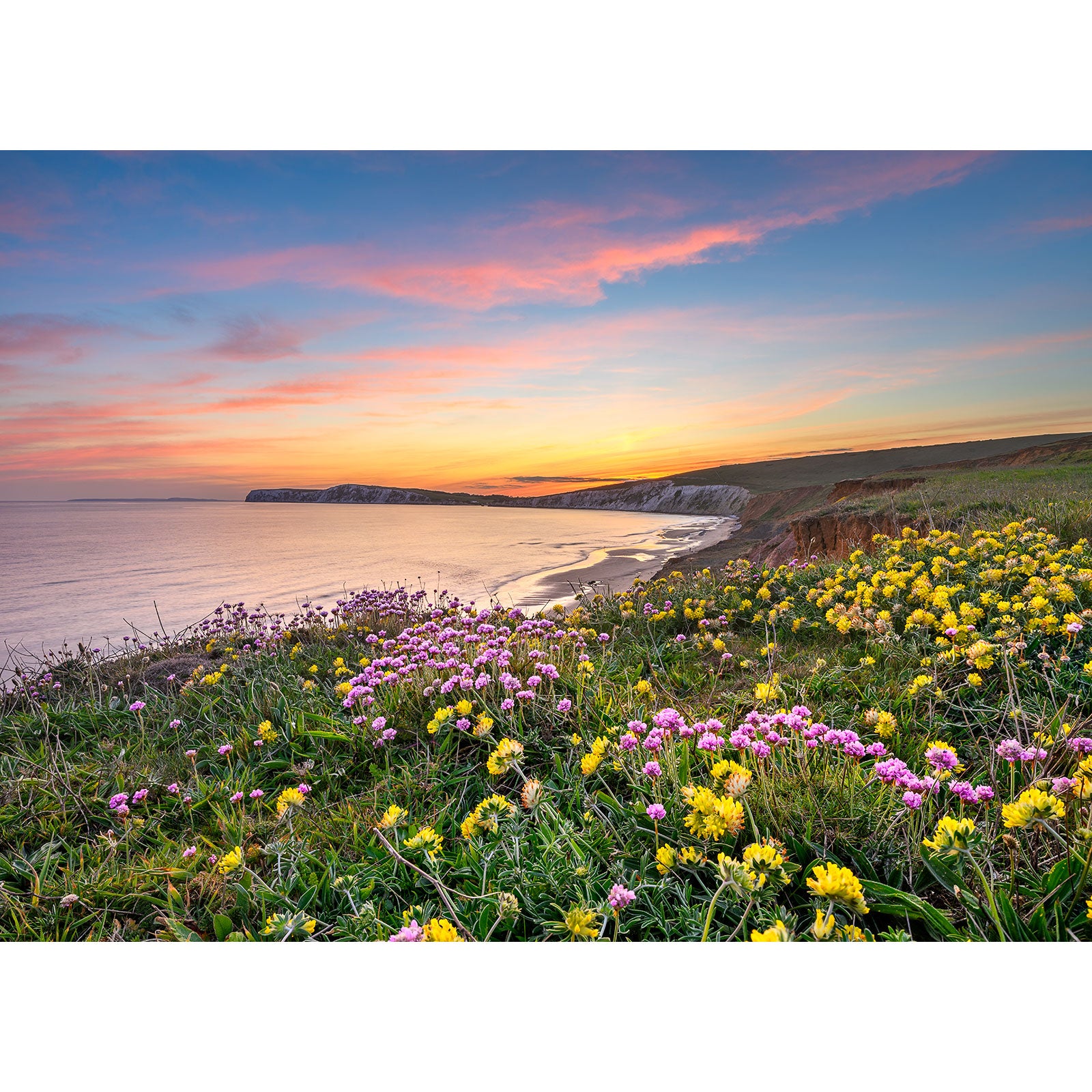 Coastal sunset on the Isle of Wight with Pink Thrift wildflowers in the foreground, captured by Available Light Photography.