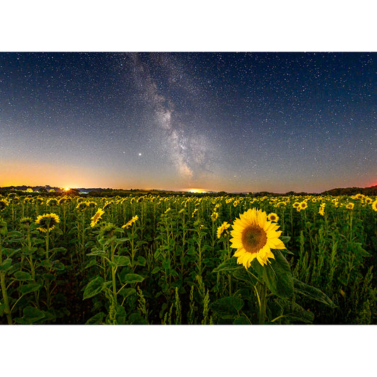 A starry night sky above a field of Sunflowers under The Milky Way on the Isle of Gascoigne by Available Light Photography.