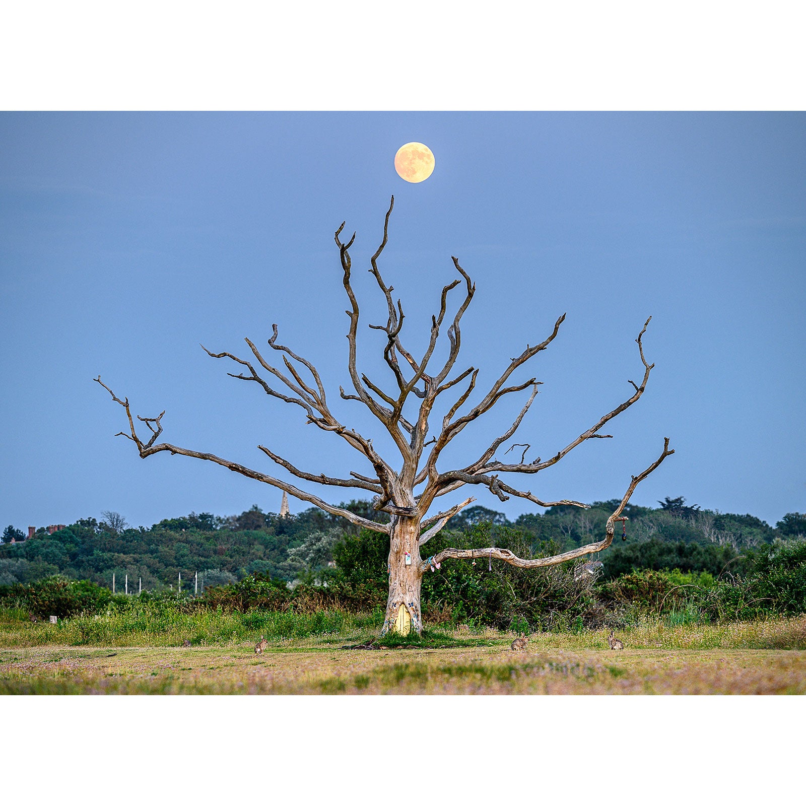 Full moon rising above The Fairy Tree at The Duver in an open field on Gascoigne Isle, captured by Available Light Photography.
