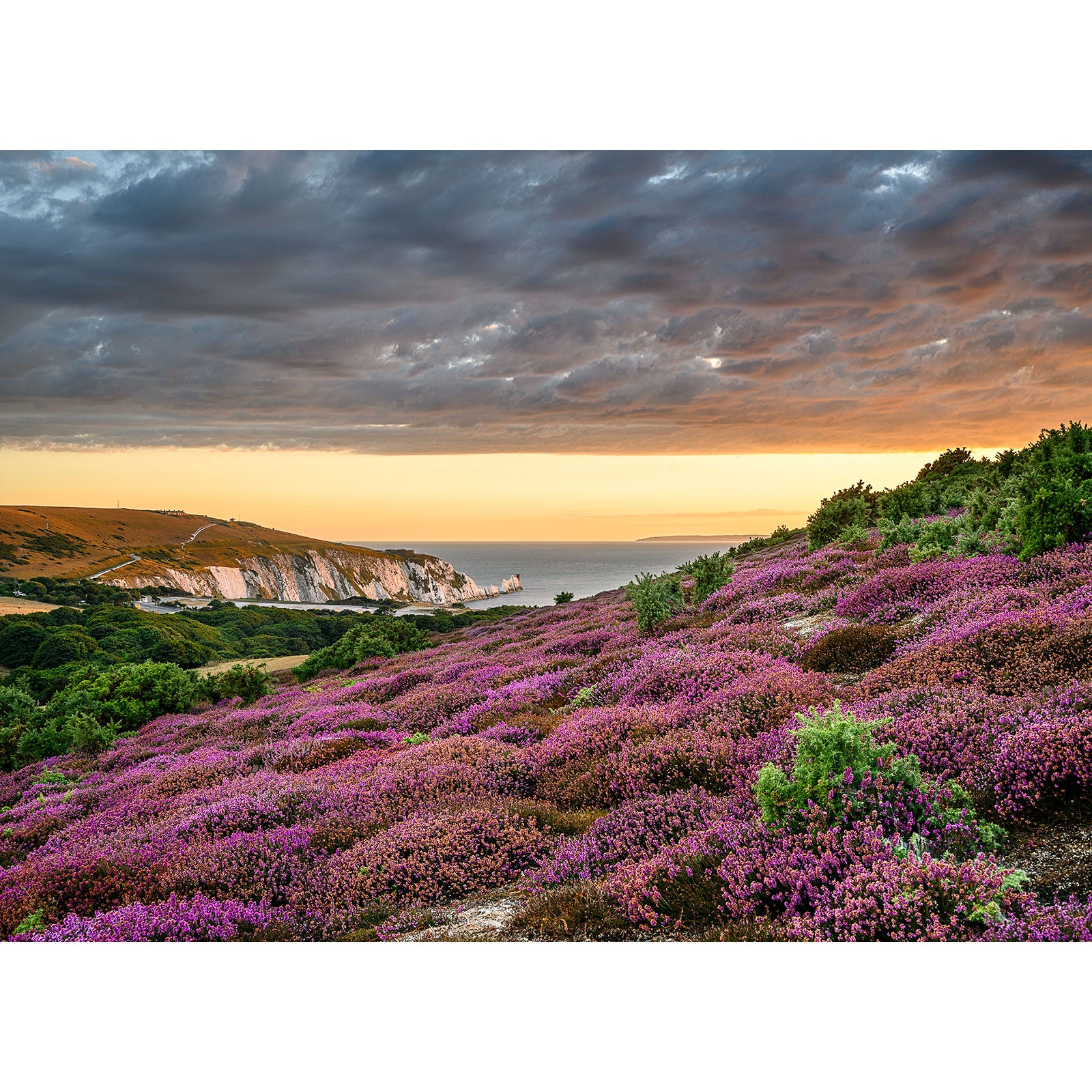 Vibrant Headon Warren in bloom with white cliffs of the Isle of Wight in the distance under a dramatic sunset sky by Available Light Photography.