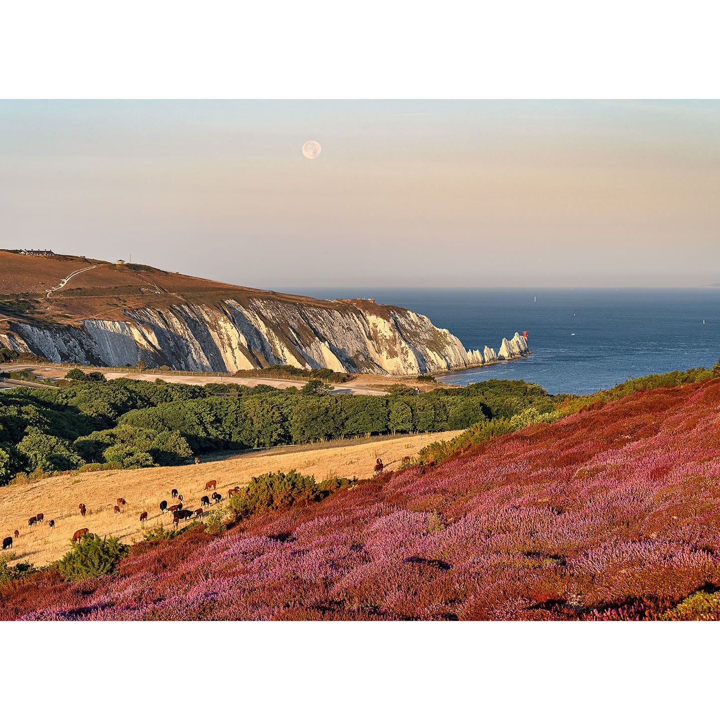 Full Moonset over Headon Warren rising over a coastal landscape with chalk cliffs, heather fields, and grazing cattle on the Isle of Wight by Available Light Photography.