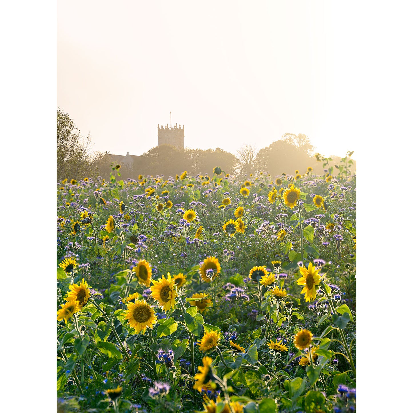 Sunflowers at Godshill