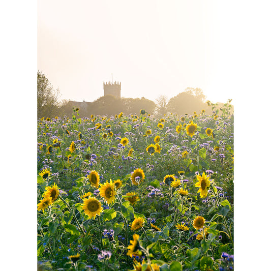 A field of Sunflowers at Godshill in bloom with a church silhouette in the misty background at sunrise on the Isle, captured by Available Light Photography.