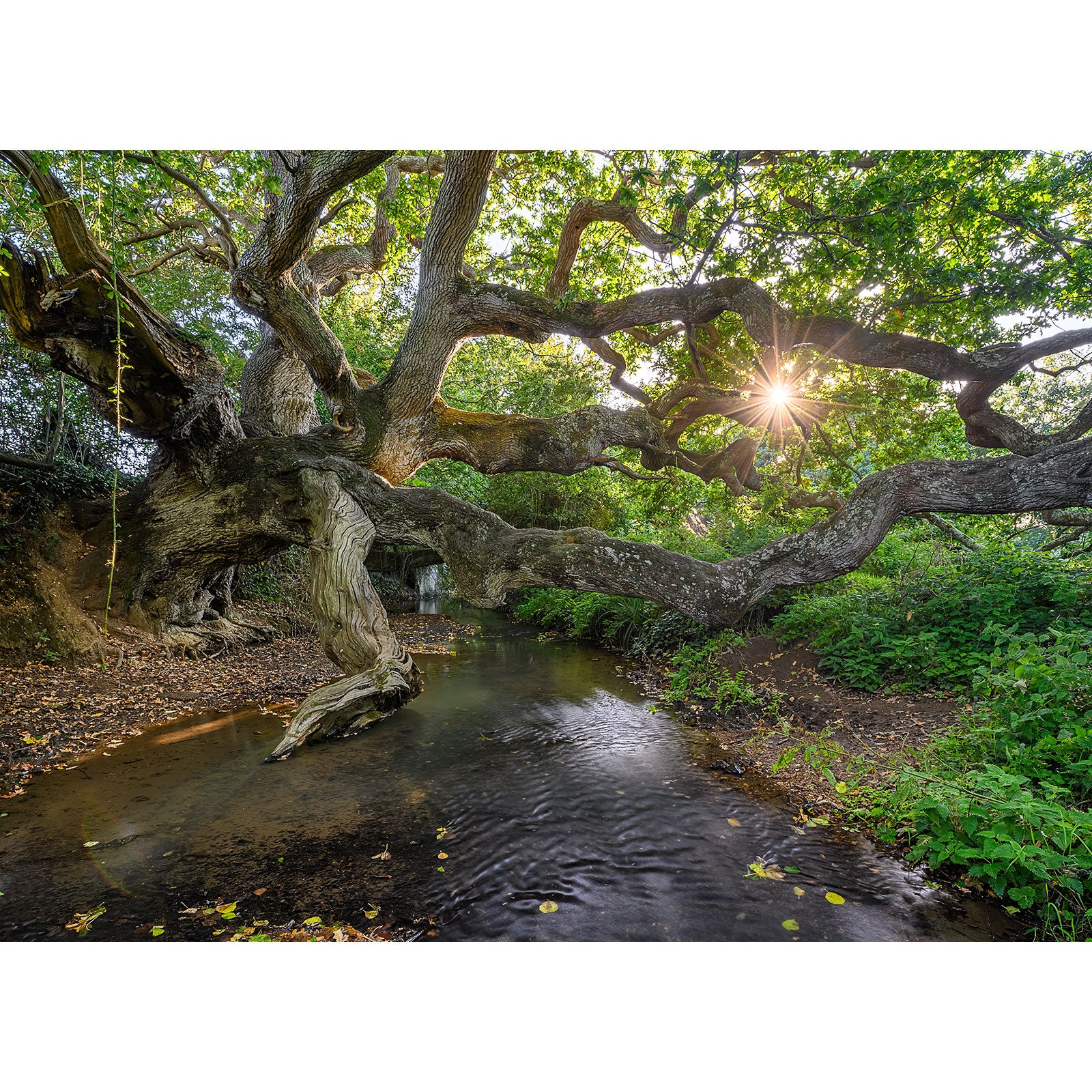 Sunlight beams through the branches of The Dragon Tree by a tranquil stream on the Isle of Wight, captured beautifully by Available Light Photography.